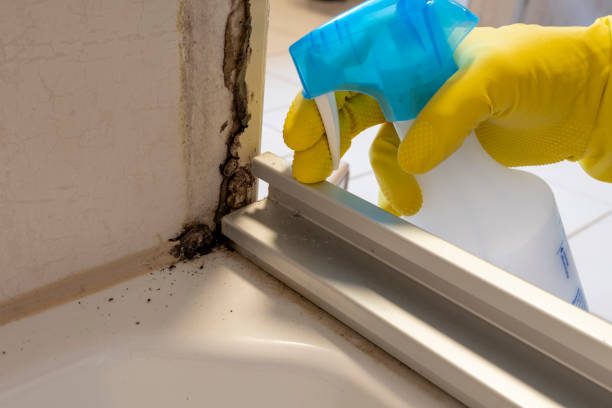 Best Black Mold Removal  in Milton, PA