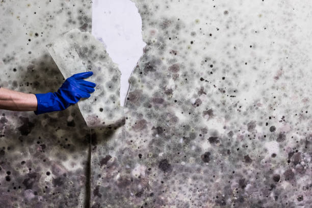 Attic Mold Removal in Milton, PA