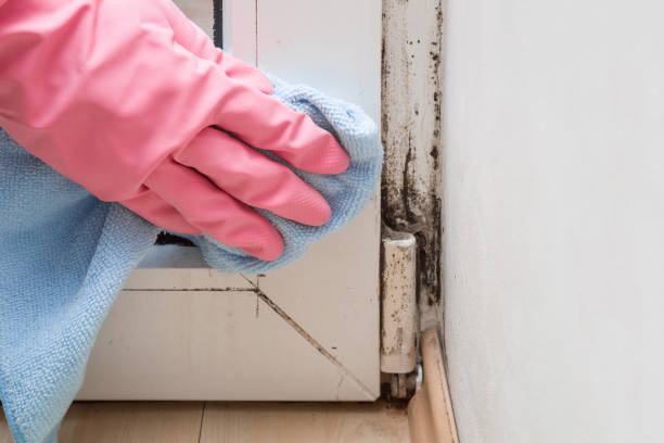Certified Mold Removal in Milton, PA