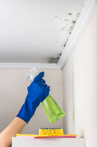 Best Best Mold Removal Companies  in Milton, PA