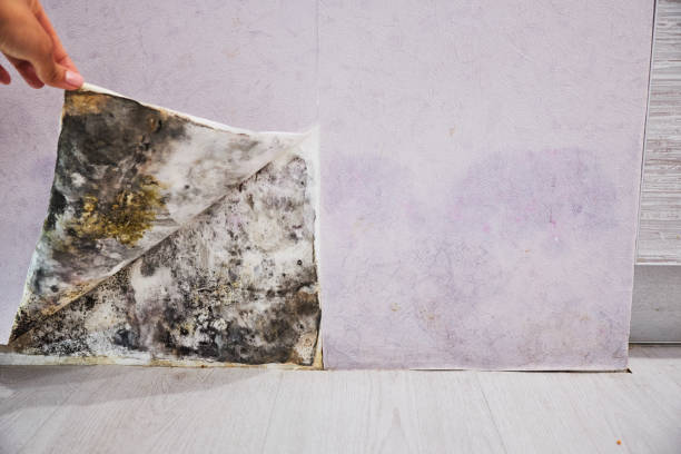 Mold Removal and Inspection in Milton, PA